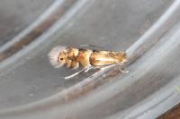 Phyllonorycter ulmifoliella