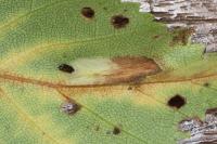 Phyllonorycter ulmifoliella