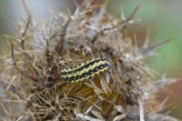 Heterogynis penella