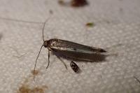 Parahyponomeuta egregiella