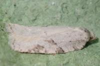Acleris logiana