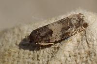 Gypsonoma dealbana