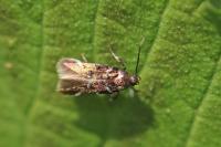 Pancalia leuwenhoekella