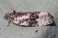 Apotomis turbidana