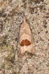 Notocelia uddmanniana
