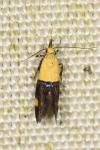Oecophora bractella