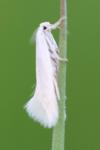 Elachista argentella