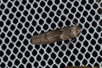 Blastobasis glandulella