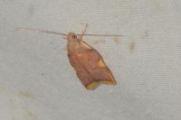 Carcina quercana
