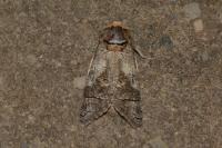 Cossus cossus