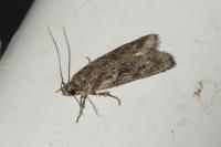 Gelechia muscosella