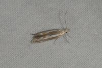 Isophrictis lineatella
