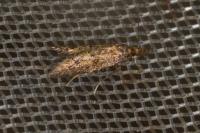Aplota palpella