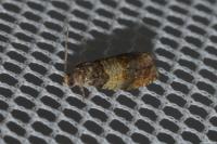 Celypha aurofasciana