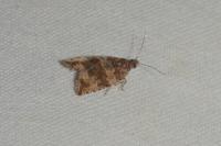 Celypha cespitana