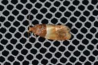 Epinotia festivana