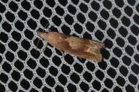 Eucosma conterminana