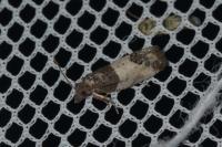 Spilonota ocellana