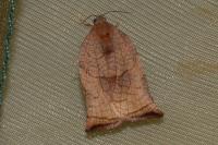 Archips podana