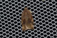 Archips xylosteana