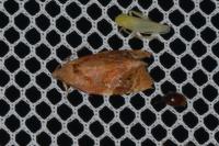 Ditula angustiorana