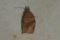 Pandemis dumetana