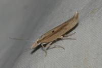 Ypsolopha nemorella