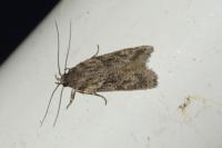Gelechia muscosella