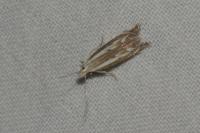 Isophrictis lineatella