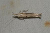 Ypsolopha nemorella