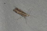 Isophrictis lineatella