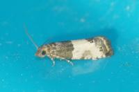Spilonota ocellana