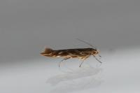 Pyroderces argyrogrammos