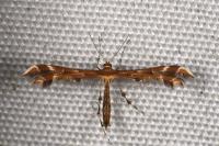 Oxyptilus