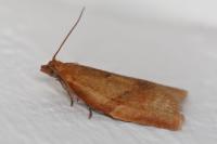 Clepsis consimilana