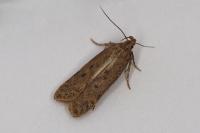 Bryotropha terrella