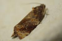Ptycholoma lecheana