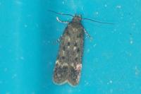 Bryotropha