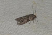 Blastobasis glandulella