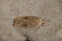 Agonopterix nervosa
