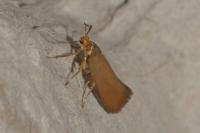 Crassa unitella
