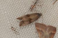 Celypha striana