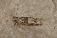Crocidosema plebejana
