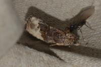 Hedya nubiferana