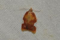 Acleris holmiana