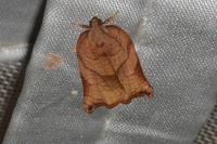 Archips podana
