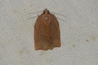 Archips rosana