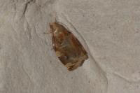 Archips xylosteana