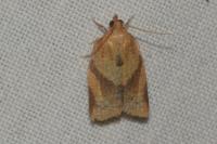 Clepsis consimilana