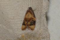 Ditula angustiorana